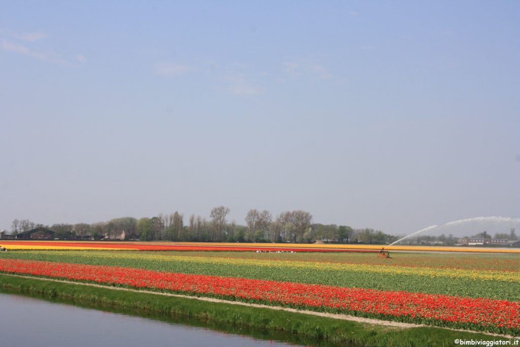 Campo Tulipani Olanda
